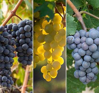 Champagnes 9 olika druvor Champagne Thursdays